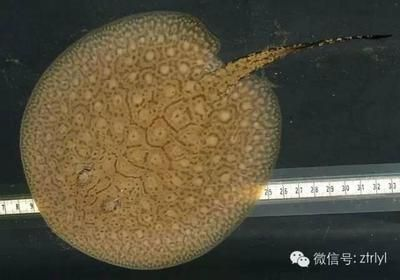 魟魚吃魚鱗怎么辦:魟魚吃了魚鱗怎么辦 魟魚百科 第1張 魟魚吃魚鱗怎么辦:魟魚吃了魚鱗怎么辦 魟魚吃魚鱗怎么辦:魟魚吃了魚鱗怎么辦 魟魚百科 第1張