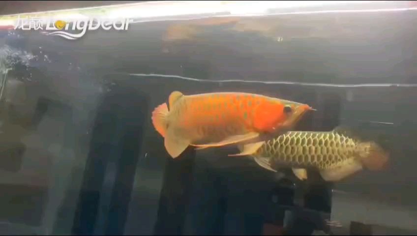 別墅魚池風水布局好的方法有哪些別墅魚池風水魚的種類，別墅魚池風水布局圖