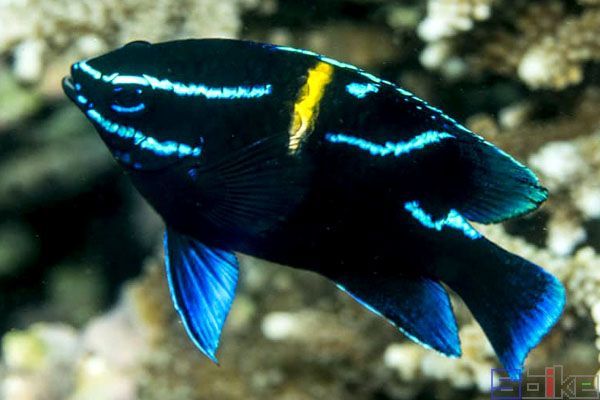 海南海水觀賞魚繁殖方法視頻（關于海水觀賞魚繁殖方法的問題） 海南海水觀賞魚繁殖方法視頻（關于海水觀賞魚繁殖方法的問題） 老魚匠 第1張
