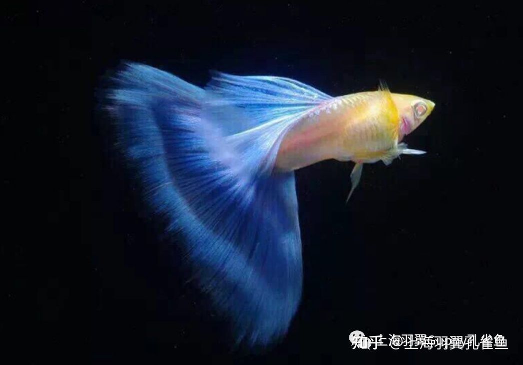 海南海水觀賞魚繁殖方法視頻（關于海水觀賞魚繁殖方法的問題） 海南海水觀賞魚繁殖方法視頻（關于海水觀賞魚繁殖方法的問題） 老魚匠 第3張