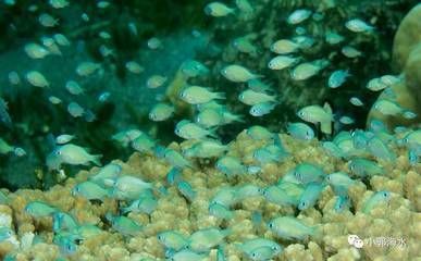 海南海水觀賞魚繁殖方法視頻（關于海水觀賞魚繁殖方法的問題） 海南海水觀賞魚繁殖方法視頻（關于海水觀賞魚繁殖方法的問題） 老魚匠 第4張