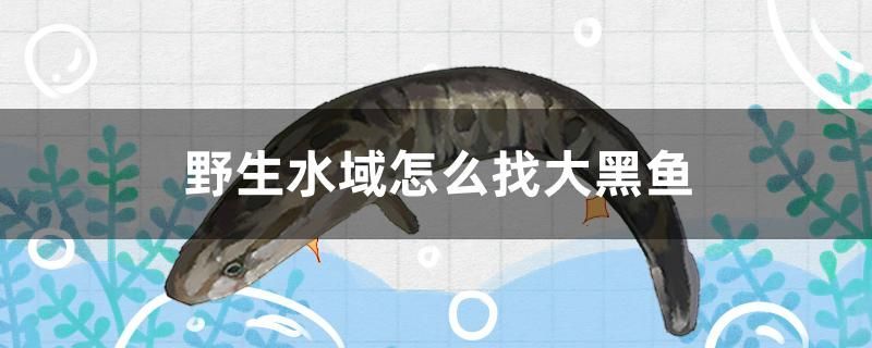野生水域怎么找大黑魚