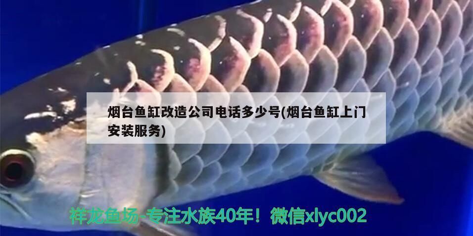 煙臺魚缸改造公司電話多少號(煙臺魚缸上門安裝服務(wù)) 煙臺魚缸改造公司電話多少號(煙臺魚缸上門安裝服務(wù)) 速倍妥魚糧魚藥