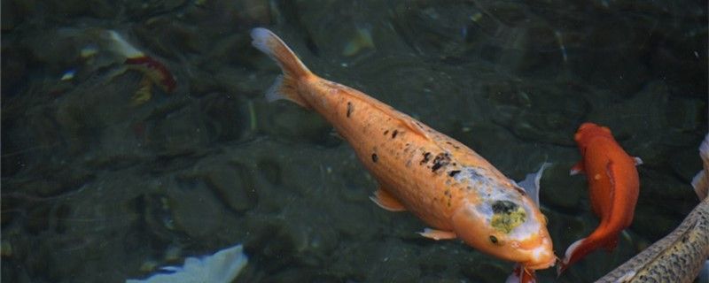 龍魚 新手養(yǎng)魚要注意什么魚缸買多大的合適 速倍妥魚糧魚藥 新手養(yǎng)魚要注意什么魚缸買多大的合適 新手養(yǎng)魚要注意什么魚缸買多大的合適 速倍妥魚糧魚藥