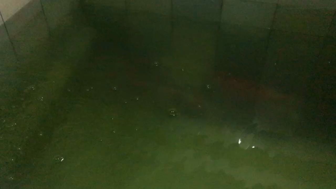 《龍魚風水》有哪些主要角色，《龍魚風水》中的“主角”是什么？ 《龍魚風水》有哪些主要角色，《龍魚風水》中的“主角”是什么？ 龍魚百科 第2張