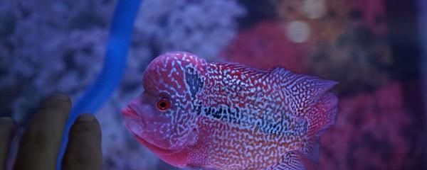虎魚分幾種有什么區別:泰國虎魚分為多種不同品種,虎魚分幾種有什么區別 虎魚百科 第1張 虎魚分幾種有什么區別:泰國虎魚分為多種不同品種,虎魚分幾種有什么區別 虎魚分幾種有什么區別:泰國虎魚分為多種不同品種,虎魚分幾種有什么區別 虎魚百科 第1張