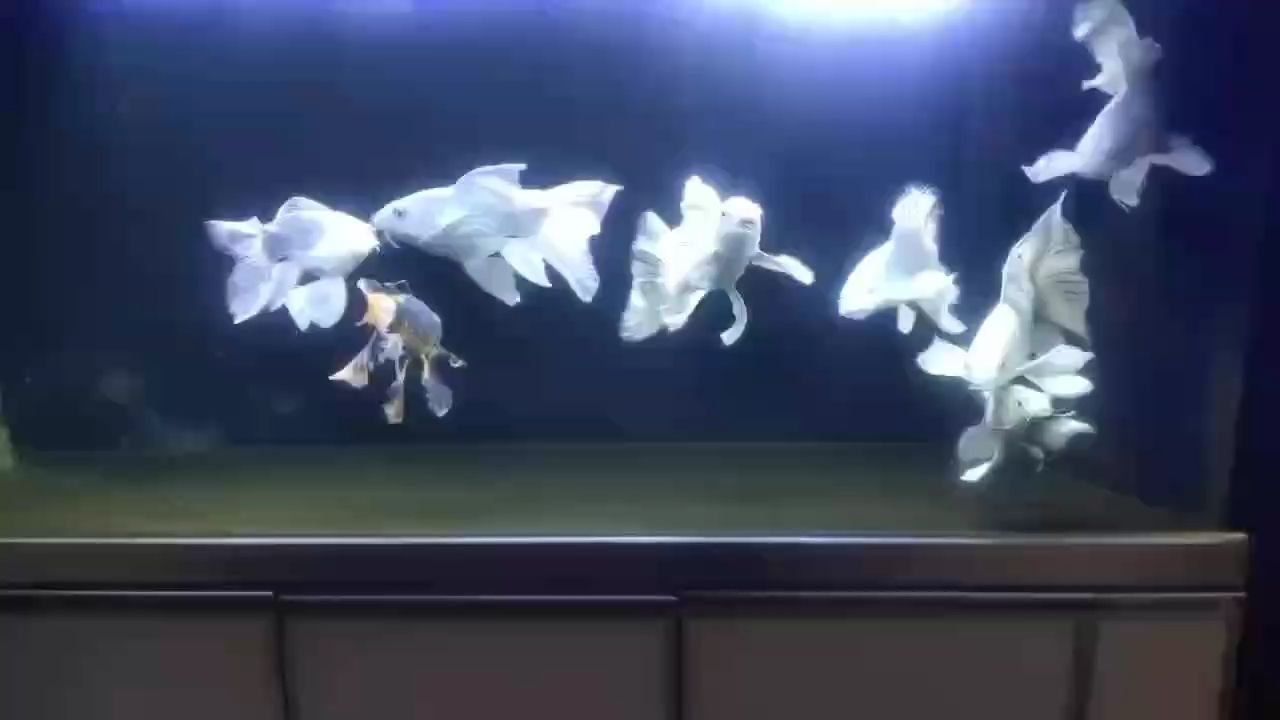 飄逸感
