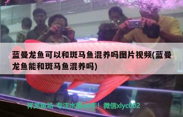 藍曼龍魚可以和斑馬魚混養嗎圖片視頻(藍曼龍魚能和斑馬魚混養嗎)