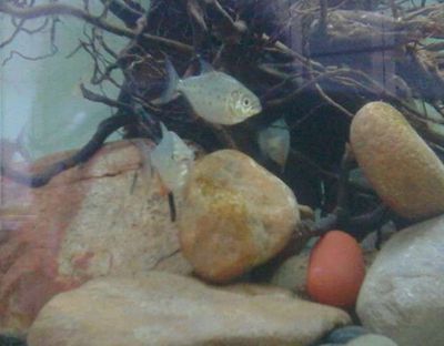 虎魚喂食后悔多久可以換水：虎魚喂食后多久可以換水