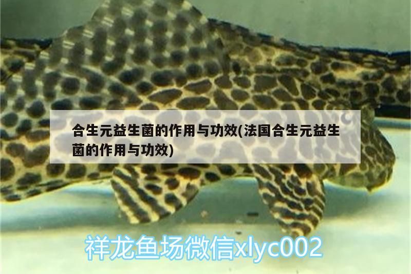 合生元益生菌的作用與功效(法國合生元益生菌的作用與功效)