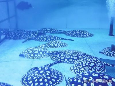 魟魚公母怎么搭配 比例：探討魟魚公母的搭配比例之前，我們需要了解如何區分它們的性別 魟魚公母怎么搭配 比例：探討魟魚公母的搭配比例之前，我們需要了解如何區分它們的性別 魟魚百科 第3張