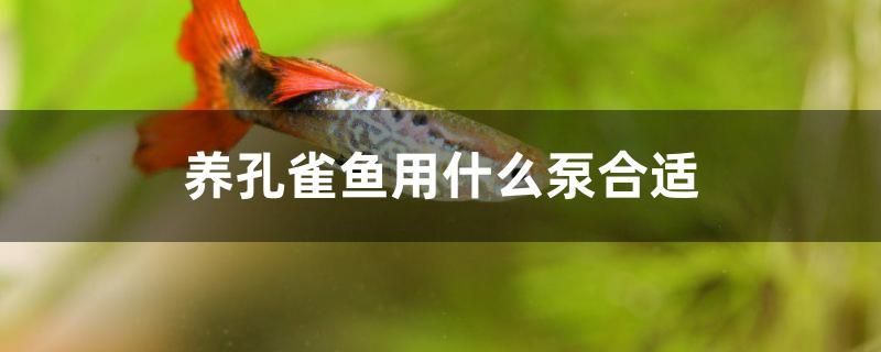 養孔雀魚用什么泵合適
