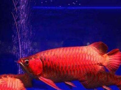 紅龍魚 品種：紅龍魚的品種及種有哪些