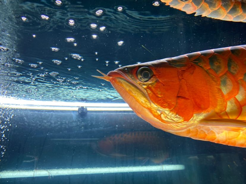 青海省西寧市城中區===祥龍水族聯盟魚友評論，祥龍水族聯盟魚友評論