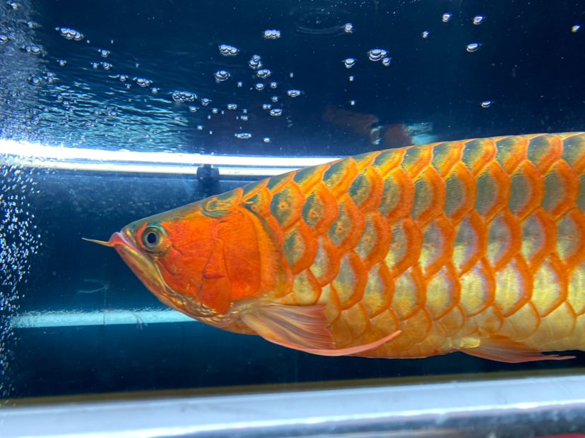 青海省西寧市城中區===祥龍水族聯盟魚友評論，祥龍水族聯盟魚友評論