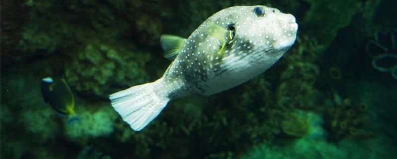 昆明市西山區春苑花鳥市場鑫龍觀賞魚店