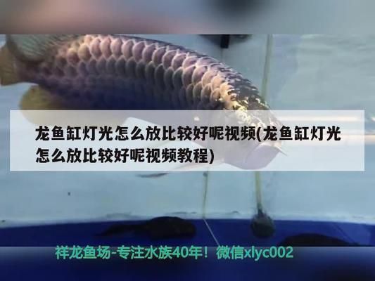 龍魚缸燈光怎么放比較好，龍魚缸燈光對于提升觀賞效果和水質管理至關重要