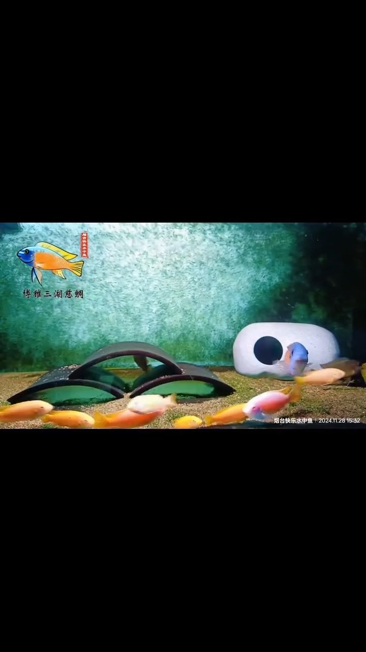 我的虎魚真菌感染了要怎么處理 卡丑白子與納坎騰加小丑 龍魚論壇 卡丑白子與納坎騰加小丑 卡丑白子與納坎騰加小丑 龍魚論壇