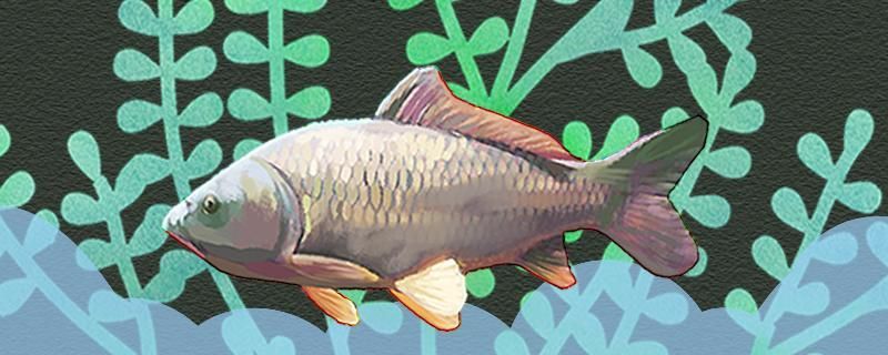 釣鯉魚用什么假餌最好用什么魚鉤最好 釣鯉魚用什么假餌最好用什么魚鉤最好 速倍妥魚糧魚藥 第1張