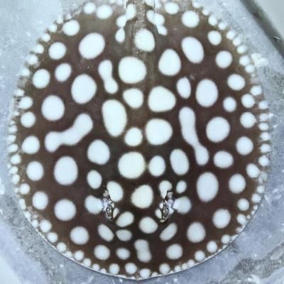 魟魚在缸里亂竄：新魚入缸舊魚擦缸新魚有時亂竄
