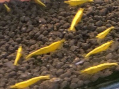 呼和浩特進口元寶鳳凰魚，呼和浩特進口元寶鳳凰魚的價格 呼和浩特進口元寶鳳凰魚，呼和浩特進口元寶鳳凰魚的價格 元寶鳳凰魚百科 第1張