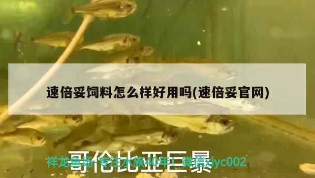 新到家的小虎魚 速倍妥飼料怎么樣好用嗎(速倍妥官網) 速倍妥 速倍妥飼料怎么樣好用嗎(速倍妥官網) 速倍妥飼料怎么樣好用嗎(速倍妥官網) 速倍妥