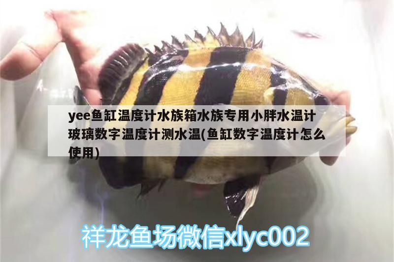 yee魚缸溫度計水族箱水族專用小胖水溫計玻璃數字溫度計測水溫(魚缸數字溫度計怎么使用)