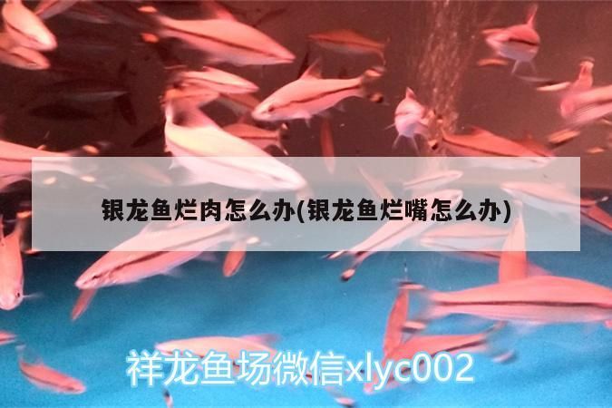 魚缸 銀龍魚爛肉怎么辦(銀龍魚爛嘴怎么辦) 銀龍魚百科 銀龍魚爛肉怎么辦(銀龍魚爛嘴怎么辦) 銀龍魚爛肉怎么辦(銀龍魚爛嘴怎么辦) 銀龍魚百科