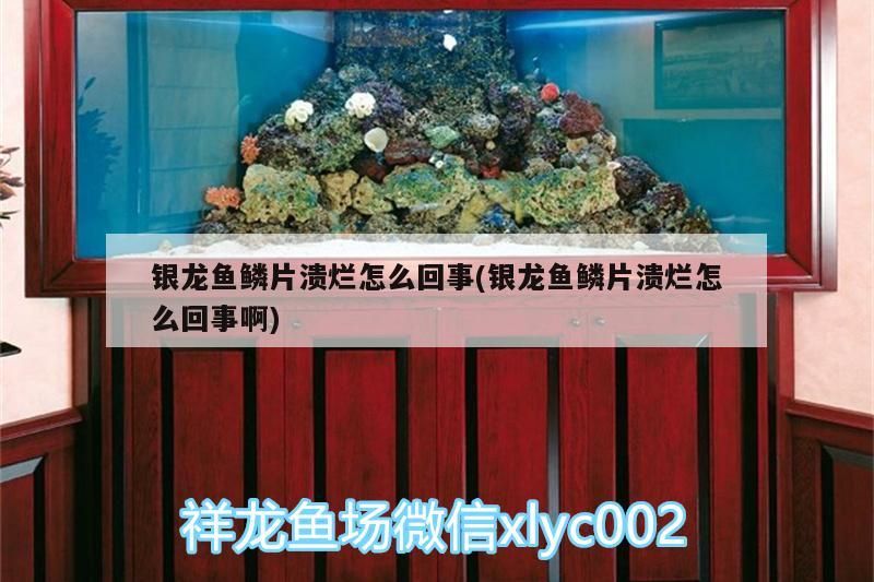 銀龍魚(yú)鱗片潰爛怎么回事(銀龍魚(yú)鱗片潰爛怎么回事啊)