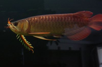 星點金龍魚適宜的光照時長:星點金龍魚光照強度調節方法 金龍魚百科 第1張 星點金龍魚適宜的光照時長:星點金龍魚光照強度調節方法 星點金龍魚適宜的光照時長:星點金龍魚光照強度調節方法 金龍魚百科 第1張