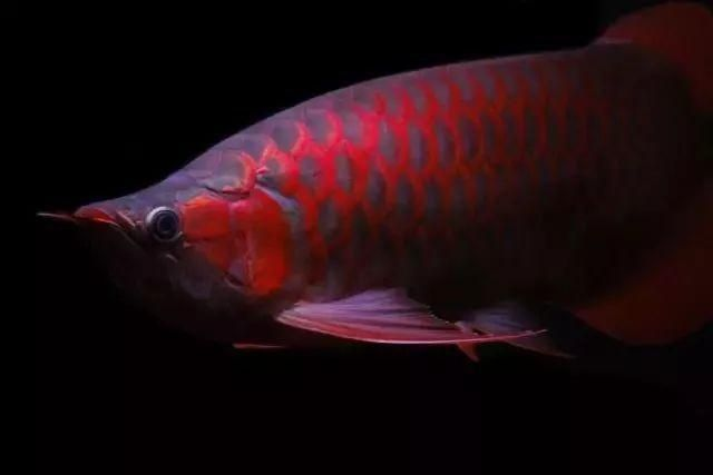 星點金龍魚適宜的光照時長:星點金龍魚光照強度調節方法 金龍魚百科 第3張 星點金龍魚適宜的光照時長:星點金龍魚光照強度調節方法 星點金龍魚適宜的光照時長:星點金龍魚光照強度調節方法 金龍魚百科 第3張