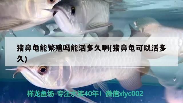 豬鼻龜能繁殖嗎能活多久啊(豬鼻龜可以活多久)