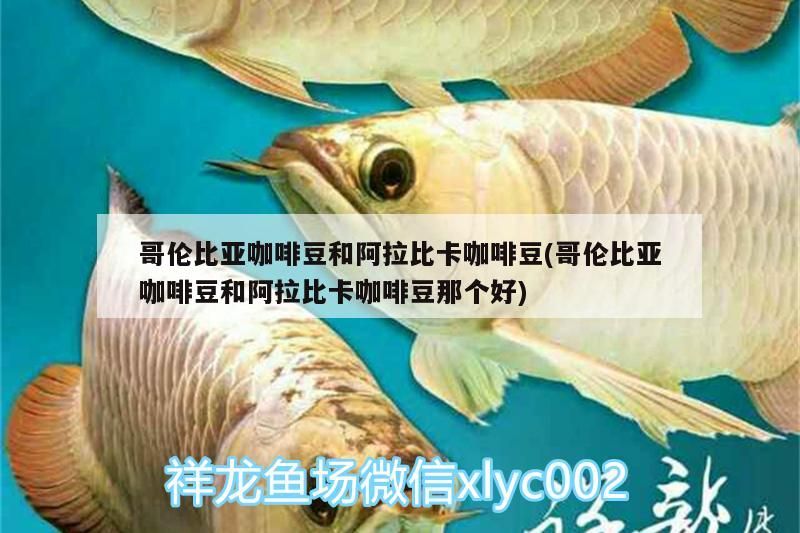 哥倫比亞咖啡豆和阿拉比卡咖啡豆(哥倫比亞咖啡豆和阿拉比卡咖啡豆那個好)