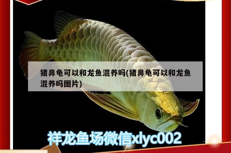 豬鼻龜可以和龍魚混養(yǎng)嗎(豬鼻龜可以和龍魚混養(yǎng)嗎圖片)