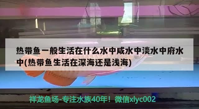 熱帶魚一般生活在什么水中咸水中淡水中府水中(熱帶魚生活在深海還是淺海) 熱帶魚一般生活在什么水中咸水中淡水中府水中(熱帶魚生活在深海還是淺海) 元寶鳳凰魚百科