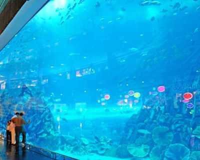 開一家水族館需要些什么東西（開一家水族館需要準備什么）