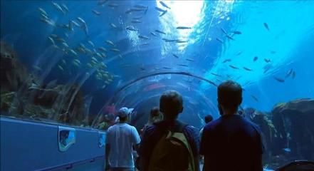 開一家水族館需要些什么東西（開一家水族館需要準備什么）
