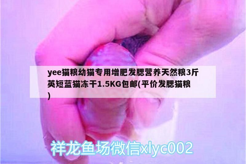 印尼虎魚多少溫度飼養最好:印尼虎魚多少溫度飼養最好印尼虎魚多少溫度飼養最好 yee貓糧幼貓專用增肥發腮營養天然糧3斤英短藍貓凍干1.5KG包郵(平價發腮貓糧) yee yee貓糧幼貓專用增肥發腮營養天然糧3斤英短藍貓凍干1.5KG包郵(平價發腮貓糧) yee貓糧幼貓專用增肥發腮營養天然糧3斤英短藍貓凍干1.5KG包郵(平價發腮貓糧) yee