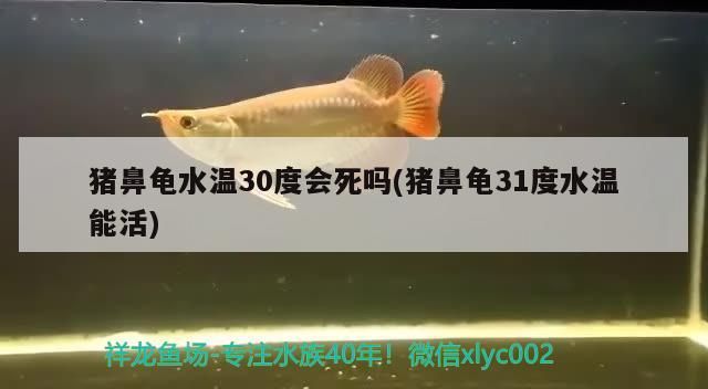 我的虎魚真菌感染了要怎么處理 豬鼻龜水溫30度會死嗎(豬鼻龜31度水溫能活) 豬鼻龜百科 豬鼻龜水溫30度會死嗎(豬鼻龜31度水溫能活) 豬鼻龜水溫30度會死嗎(豬鼻龜31度水溫能活) 豬鼻龜百科