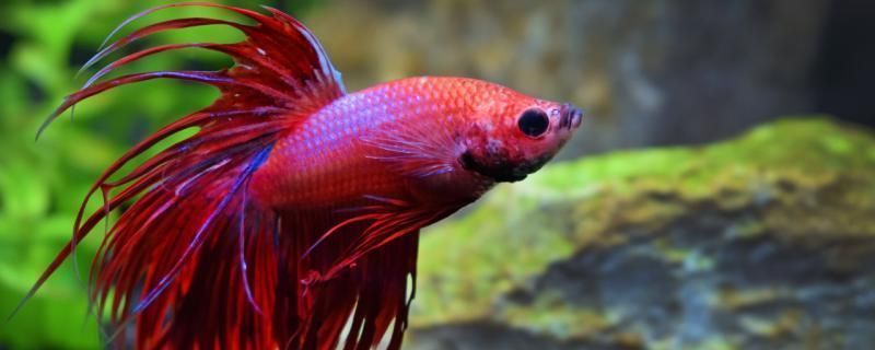 龍魚(yú)打架身體被咬爛多久恢復(fù)vs祥龍魚(yú)場(chǎng)：龍魚(yú)打架后多久恢復(fù)身體(龍魚(yú)麻醉后多久恢復(fù)身體