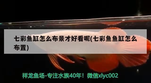 七彩魚缸怎么布景才好看呢(七彩魚魚缸怎么布置)