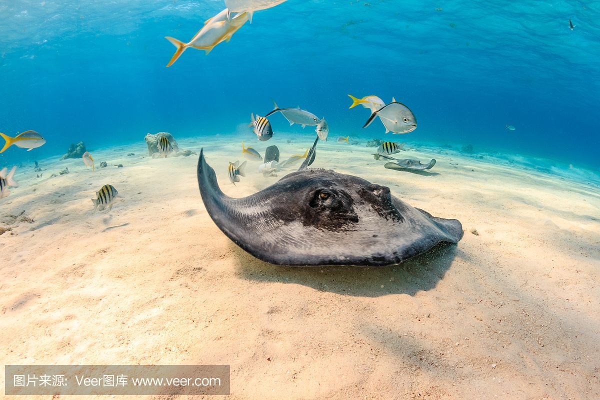 魟魚浮在水面不動：魟魚浮在水面不動是什么原因？