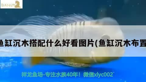 魚缸沉木搭配什么好看圖片(魚缸沉木布置)