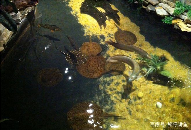 魟魚魚池：魟魚魚池的建設與養護 魟魚魚池：魟魚魚池的建設與養護 魟魚百科 第2張