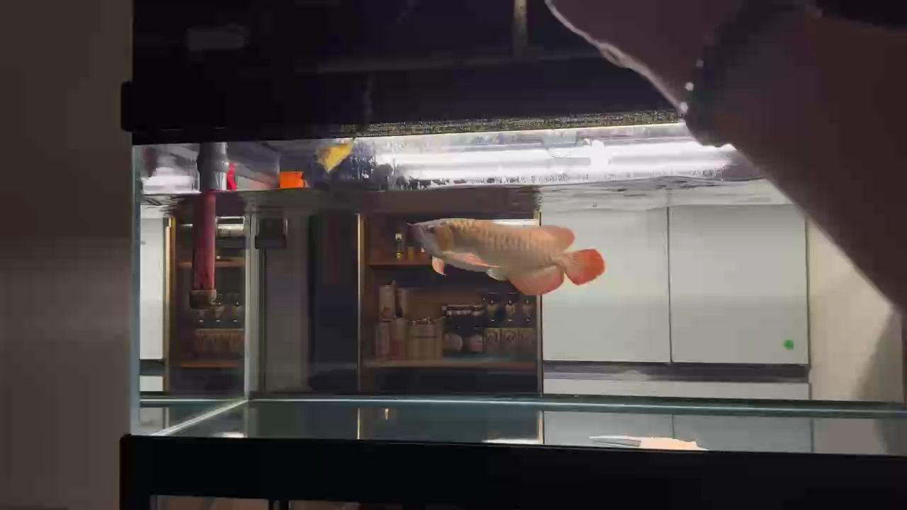 水霉立鱗一周，好利索了，換換水，刷刷缸，消耗五斤鹽[liuhan]，換季了，魚友們換水慢點哈