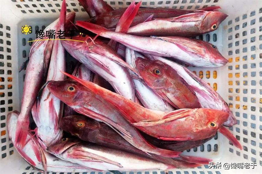 紅頭魚是野生的嗎（紅頭魚是一種生活在海洋中的海洋生態保護的重要性）