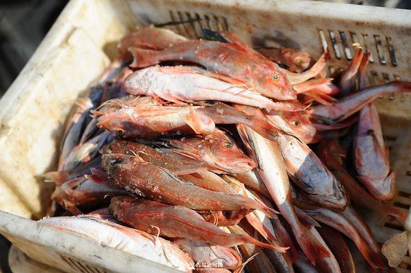 紅頭魚是野生的嗎（紅頭魚是一種生活在海洋中的海洋生態保護的重要性）