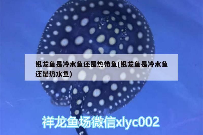 銀龍魚是冷水魚還是熱帶魚(銀龍魚是冷水魚還是熱水魚)