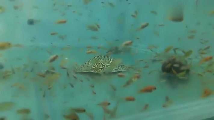 白文黑帝魟魚價錢高嗎：白紋黑帝魟魚價格是多少 白文黑帝魟魚價錢高嗎：白紋黑帝魟魚價格是多少 魟魚百科 第2張