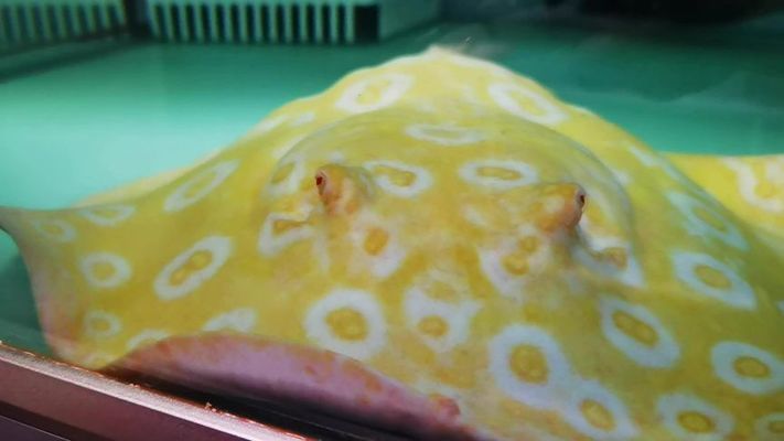 白文黑帝魟魚價錢高嗎：白紋黑帝魟魚價格是多少 白文黑帝魟魚價錢高嗎：白紋黑帝魟魚價格是多少 魟魚百科 第3張